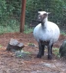 Our Ashley...a few days before her lambs arrived--only two :)